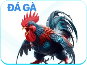 Đá gà bl555